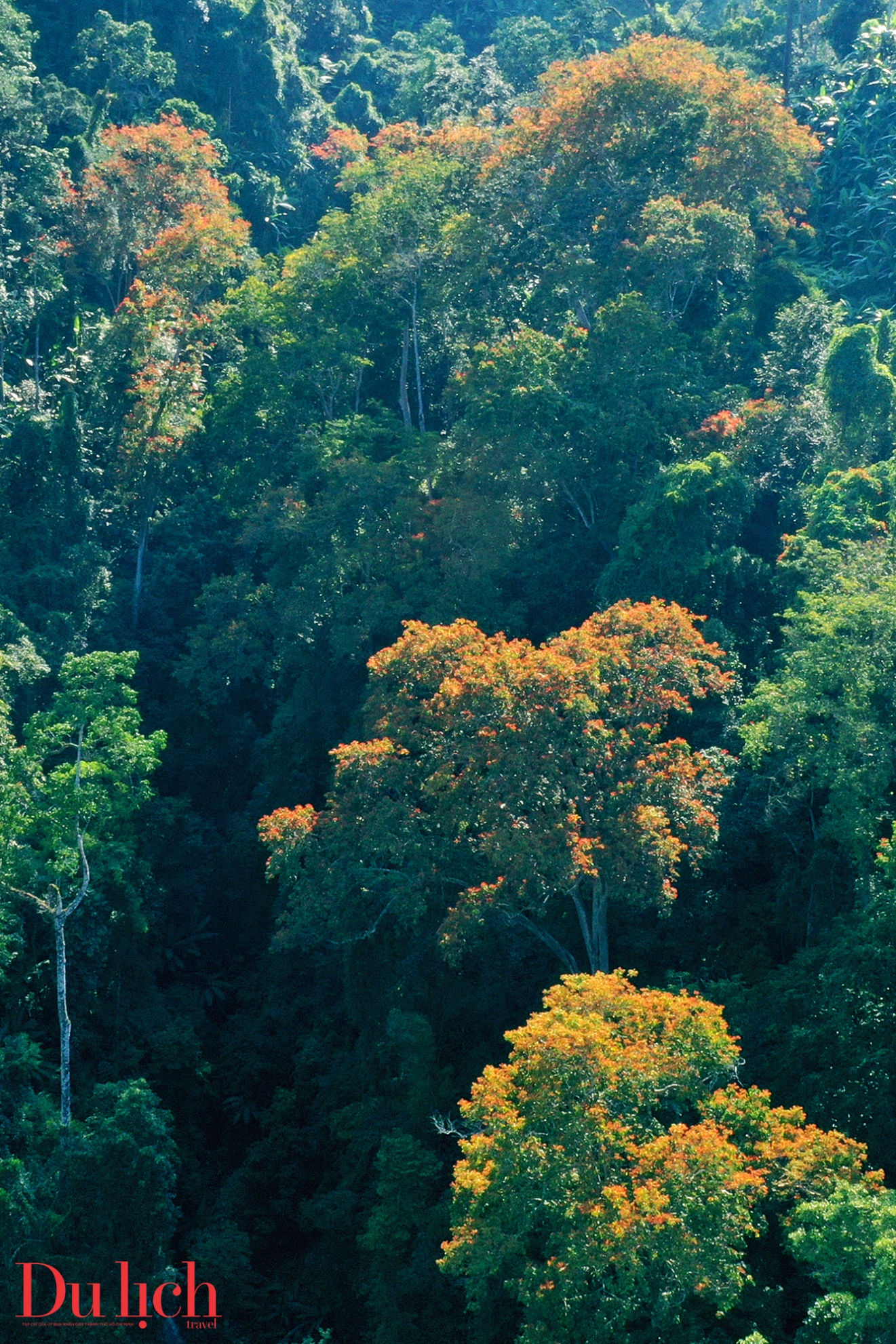 ban hoa ca nui rung ruc ro sac mau son tay thuong - 9