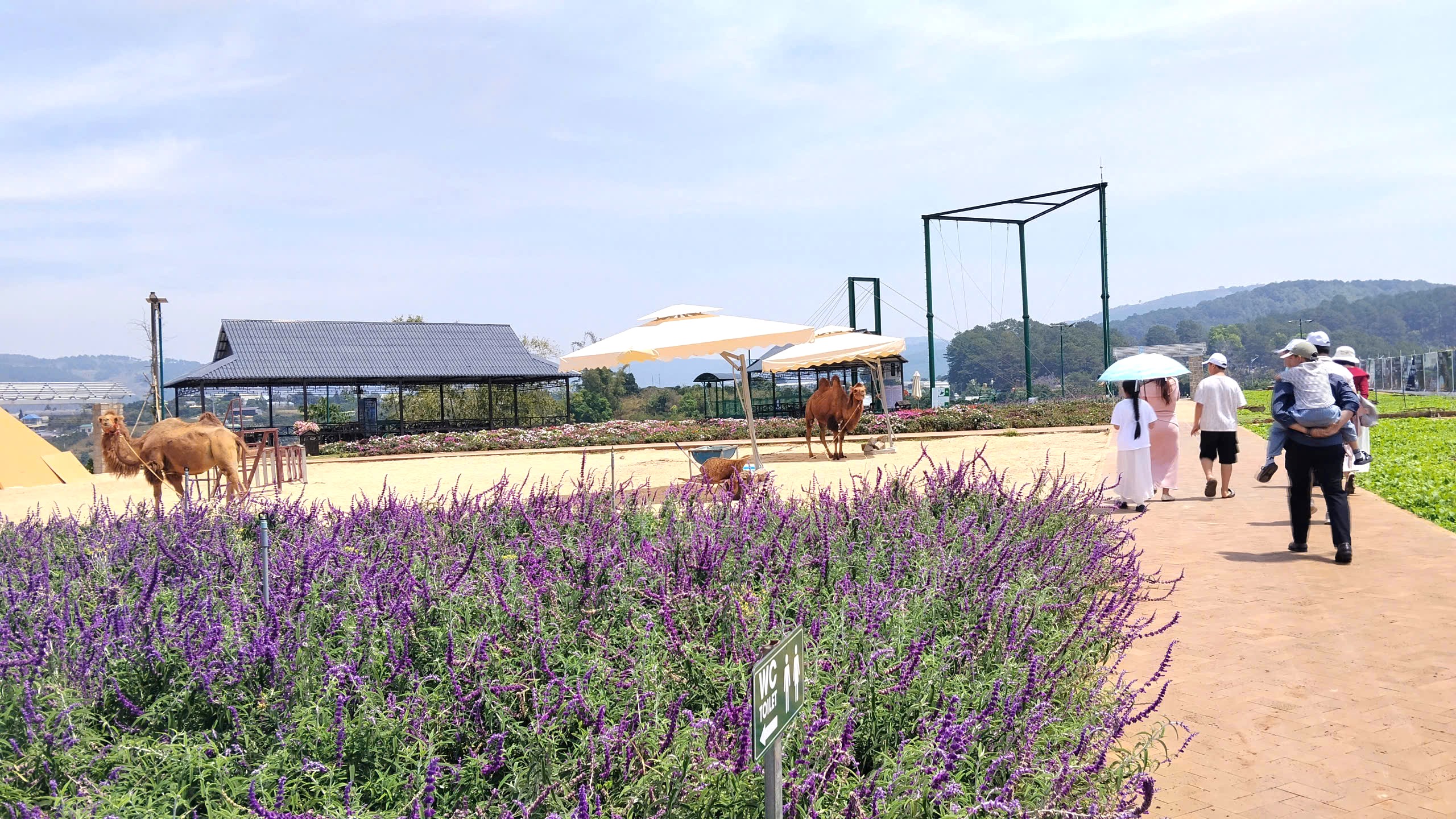 Đà Lạt xuất hiện điểm tham quan du lịch mới toanh - 3