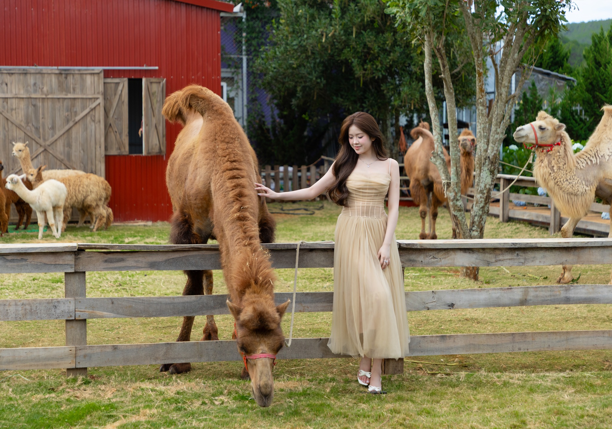 Đà Lạt xuất hiện điểm tham quan du lịch mới toanh - 6