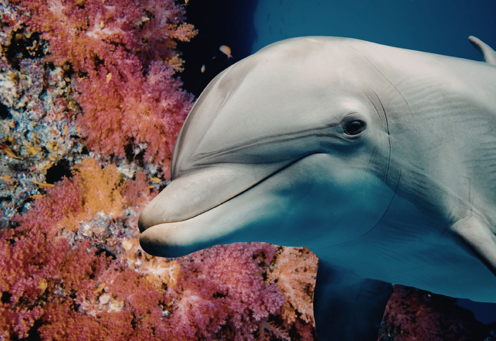 Cá heo xuất hiện khiến ngư dân Quảng Ninh thích thú - 1