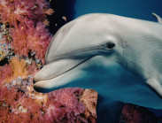 Cá heo xuất hiện khiến ngư dân Quảng Ninh thích thú