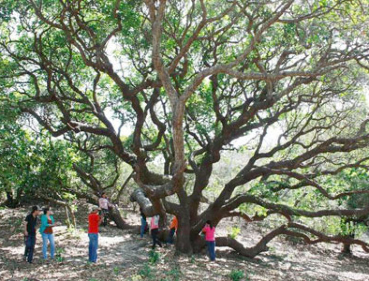 Hấp dẫn du lịch biển Phan Thiết - 1