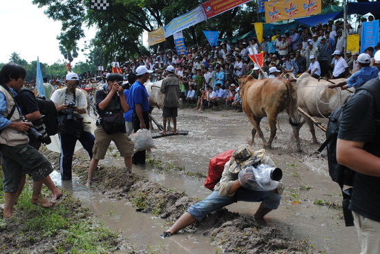 Lễ Hội đua bò Bảy núi mở rộng lần thứ 19 Cúp Truyền hình An Giang 2010 - 1