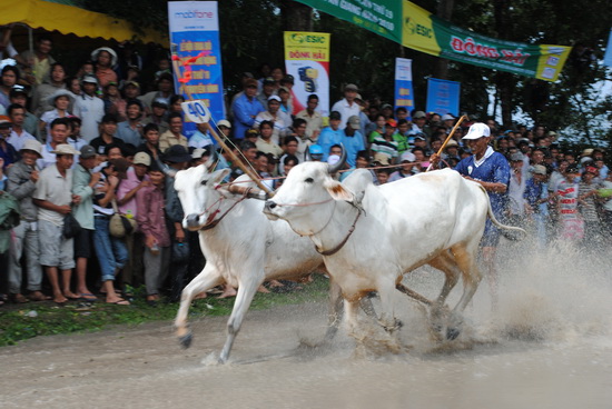 Lễ Hội đua bò Bảy núi mở rộng lần thứ 19 Cúp Truyền hình An Giang 2010 - 2