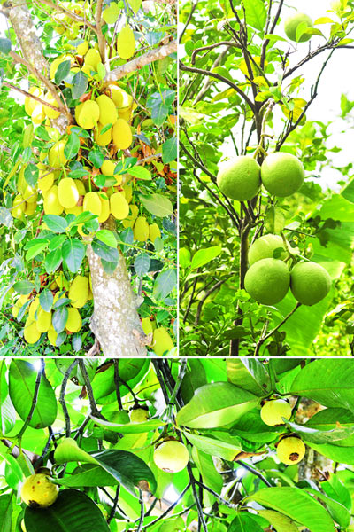Farmtrip Du lịch sinh thái vườn cây ăn trái Lái Thiêu - 2