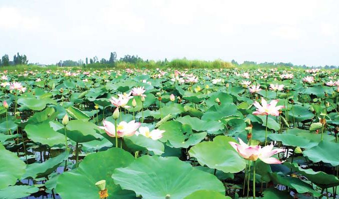 SẮC XUÂN DU LỊCH ĐỒNG THÁP - 3