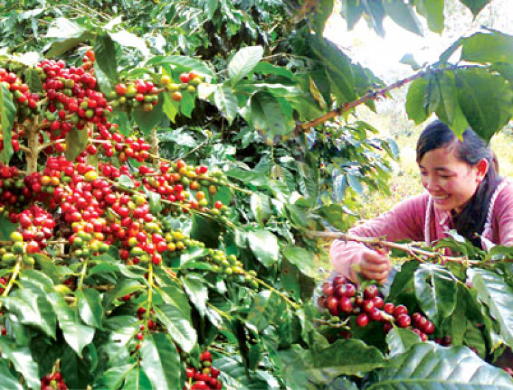 Tổng Công ty Tín Nghĩa xuất khẩu cà phê thứ 3 Việt Nam - 1