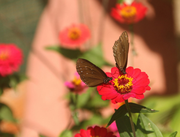 Nha Trang khai trương khu vườn bảo tồn bướm - 1
