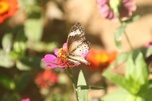 Nha Trang khai trương khu vườn bảo tồn bướm - 2