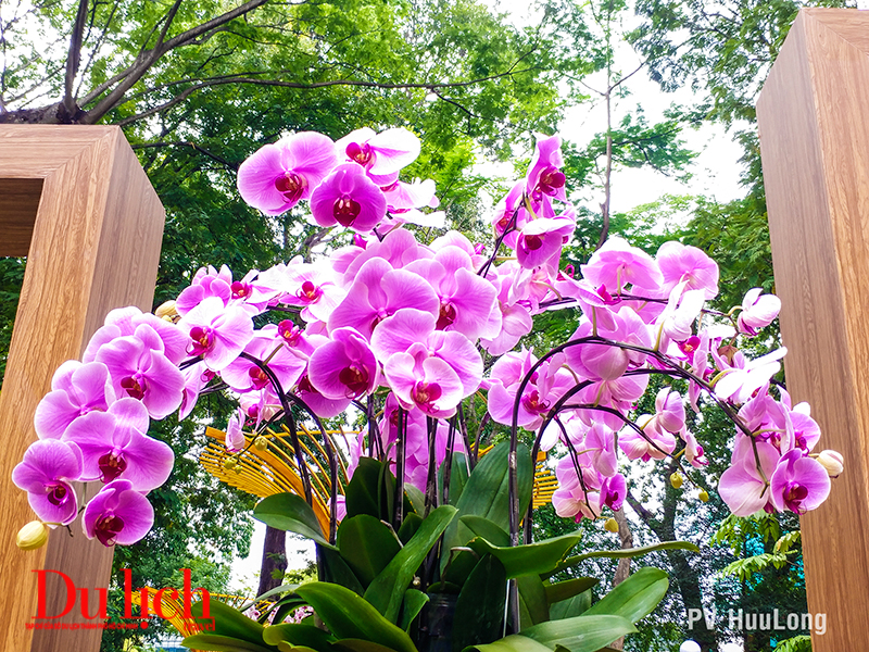 Rộn ràng sắc màu Festival hoa lan Tao Đàn 2019 - 9