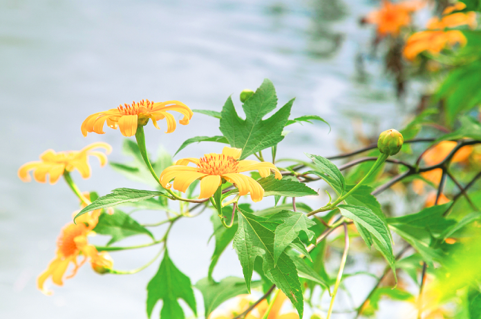 Chư Đang Ya, mùa hoa dã quỳ khoe sắc - 1