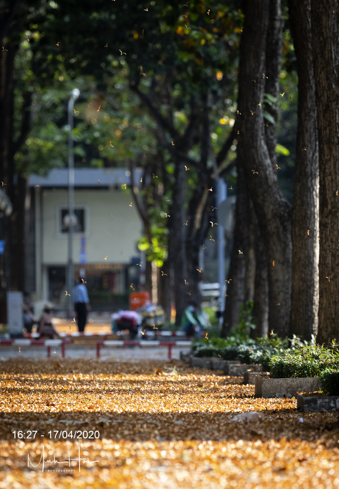 Cánh hoa dầu tuổi thơ - 3