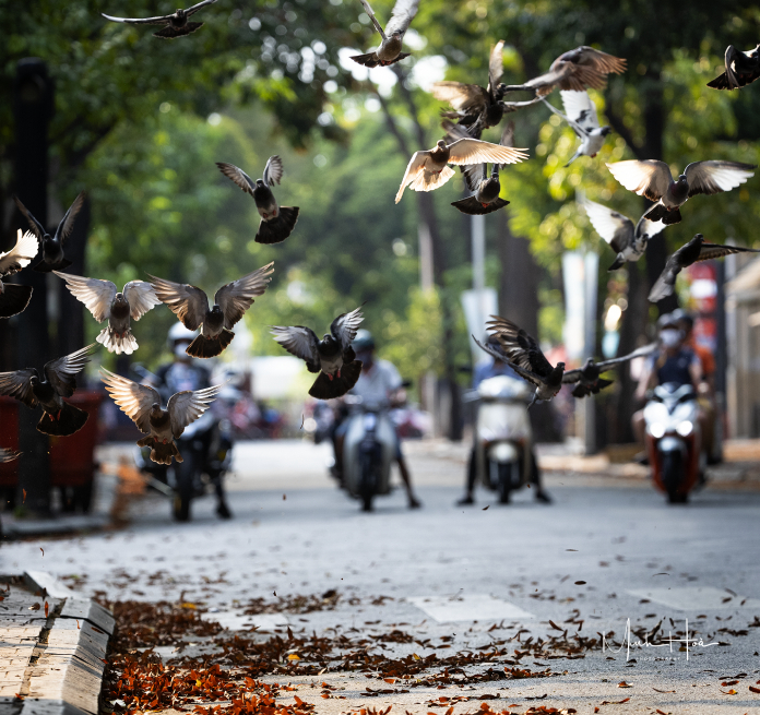 Cánh hoa dầu tuổi thơ - 2