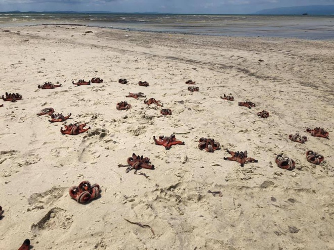 Dân mạng bức xúc vì cảnh sao biển chết khô ở Phú Quốc - 1