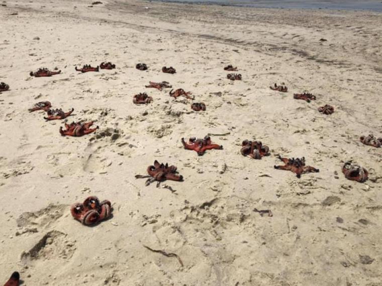 Dân mạng bức xúc vì cảnh sao biển chết khô ở Phú Quốc