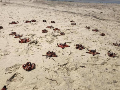 Chuyển động - Dân mạng bức xúc vì cảnh sao biển chết khô ở Phú Quốc