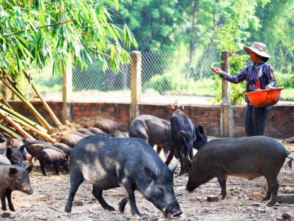 Ăn gì - Lợn đen Bình Định có gì đặc biệt mà nhiều người lùng mua dù giá đắt?