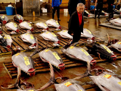 Du khảo - Cách người Nhật đấu giá cá ngừ đại dương trong chợ