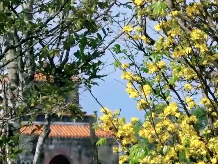 Mai vàng Huế sẽ nổi tiếng như hoa Anh Đào của Nhật Bản