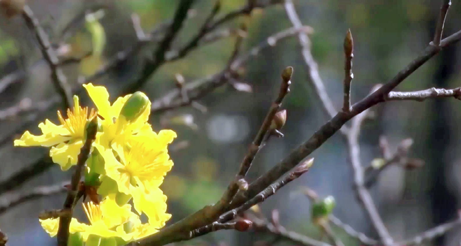 Mai vàng Huế sẽ nổi tiếng như hoa Anh Đào của Nhật Bản - 1
