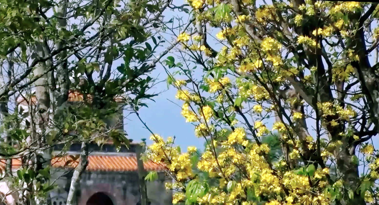 Mai vàng Huế sẽ nổi tiếng như hoa Anh Đào của Nhật Bản - 2