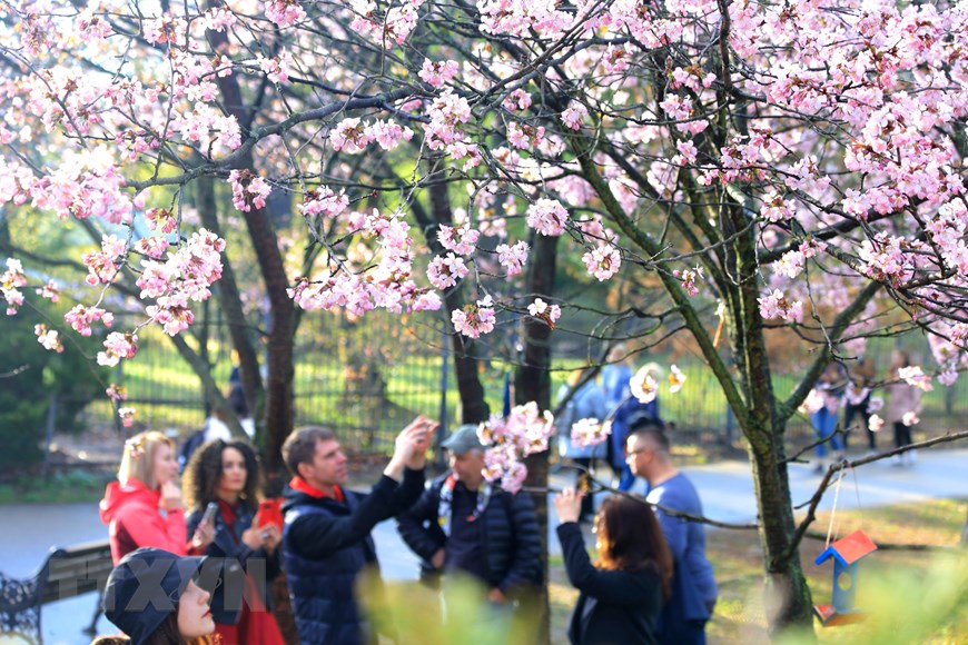 Người dân Moskva đội mưa tới công viên ngắm hoa anh đào đua nở - 5