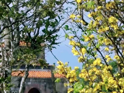 Chuyện hay - Mai vàng Huế sẽ nổi tiếng như hoa Anh Đào của Nhật Bản