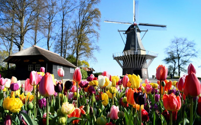 Choáng ngợp trước hàng triệu bông tulip vào mùa nở rộ ở Hà Lan - 1
