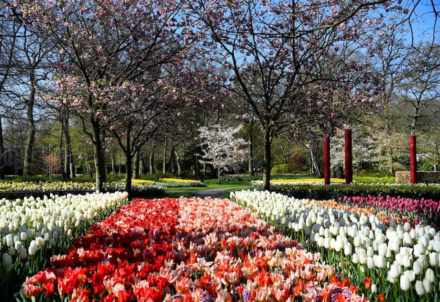Choáng ngợp trước hàng triệu bông tulip vào mùa nở rộ ở Hà Lan - 2