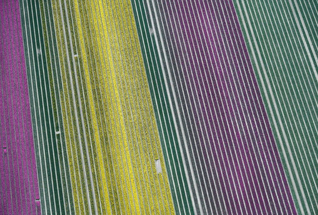 Choáng ngợp trước hàng triệu bông tulip vào mùa nở rộ ở Hà Lan - 4