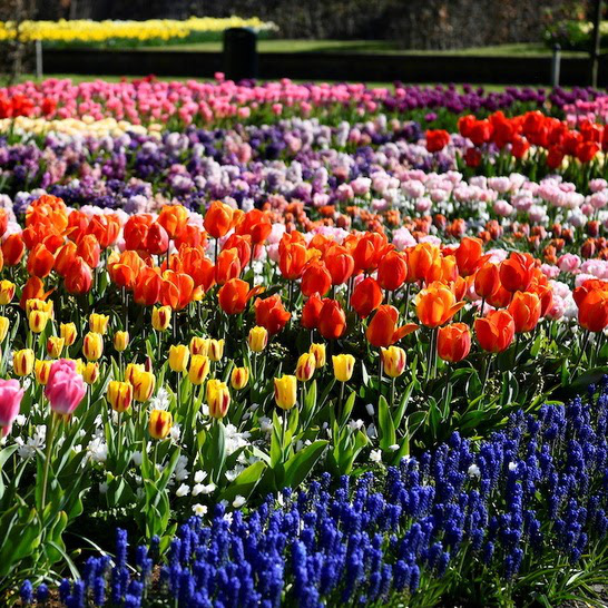 Choáng ngợp trước hàng triệu bông tulip vào mùa nở rộ ở Hà Lan - 5