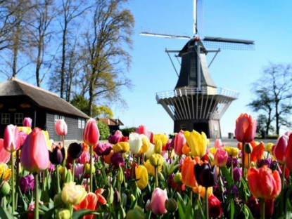 Du khảo - Choáng ngợp trước hàng triệu bông tulip vào mùa nở rộ ở Hà Lan