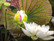 Sen “nhị sắc” độc đáo miền Kinh Bắc