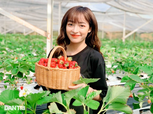 Bỏ việc, cắm sổ đỏ đi trồng dâu tây: Đón 3 vạn khách, thu 3 tỷ đồng mỗi năm - 2