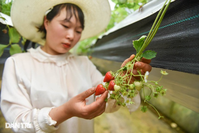 Bỏ việc, cắm sổ đỏ đi trồng dâu tây: Đón 3 vạn khách, thu 3 tỷ đồng mỗi năm - 7