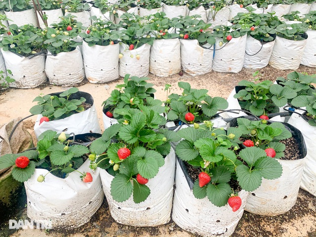 Bỏ việc, cắm sổ đỏ đi trồng dâu tây: Đón 3 vạn khách, thu 3 tỷ đồng mỗi năm - 8