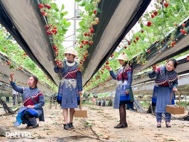Bỏ việc, cắm sổ đỏ đi trồng dâu tây: Đón 3 vạn khách, thu 3 tỷ đồng mỗi năm - 12