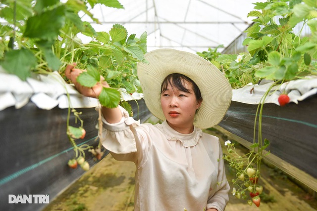 Bỏ việc, cắm sổ đỏ đi trồng dâu tây: Đón 3 vạn khách, thu 3 tỷ đồng mỗi năm - 13