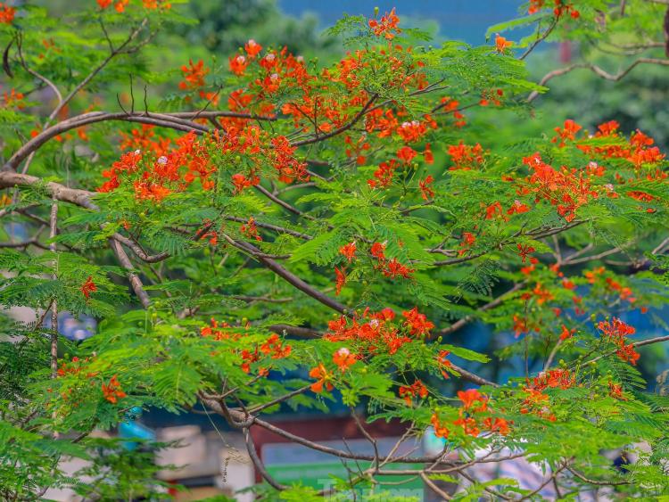 Chớm hè, hoa phượng rạo rực khắp phố phường Hà Nội