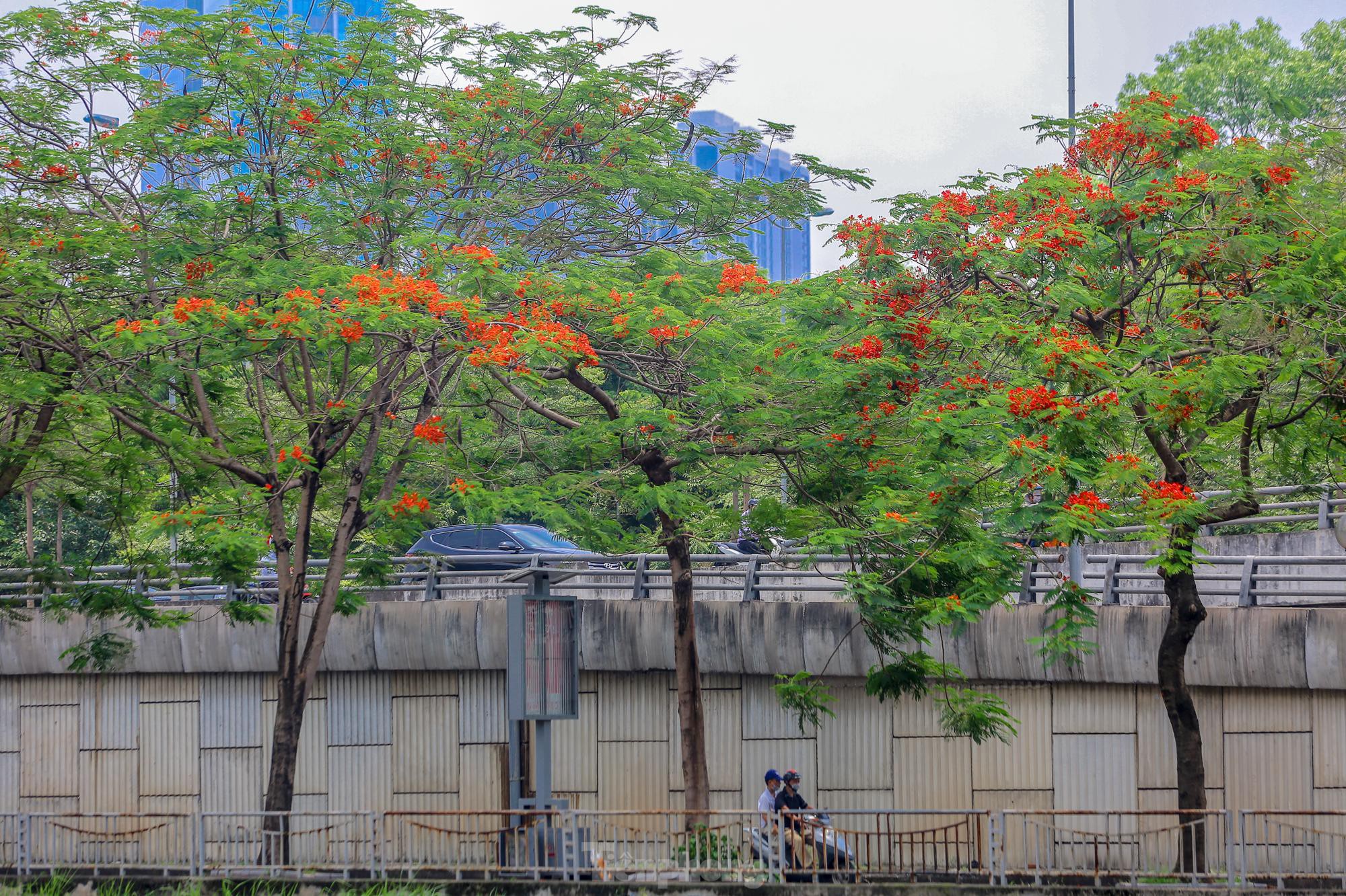 Chớm hè, hoa phượng rạo rực khắp phố phường Hà Nội - 8
