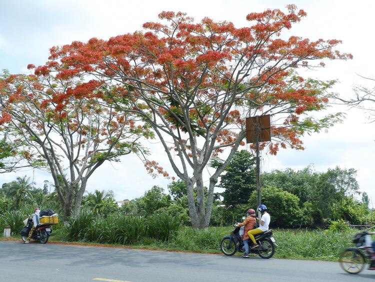 Ngẩn ngơ ngắm phượng đỏ rực xứ sen Đồng Tháp