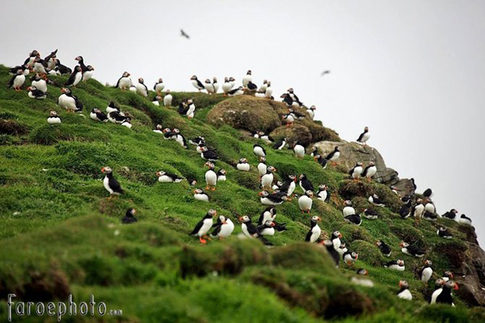 Khám phá quần đảo Faroe - “bí mật du lịch” được giữ kín nhất châu Âu - 4