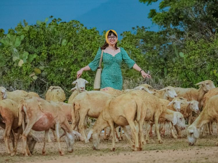 Say đắm nét hoang sơ, đậm chất du mục nơi đồng cừu An Hòa