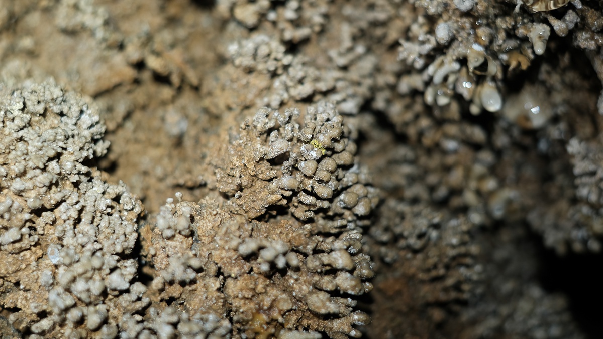 Tuyệt tác thạch nhũ trong hang Chà Lòi - 8