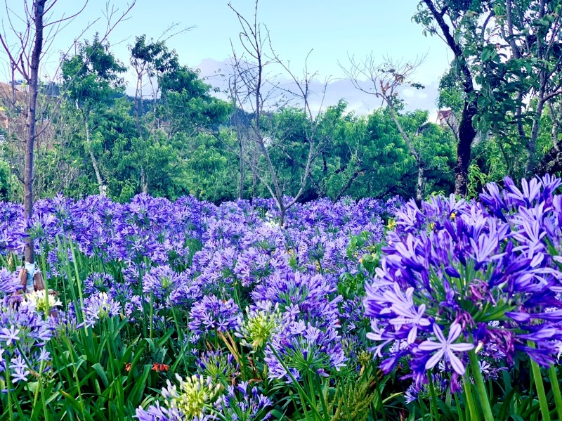 Tháng 5 gọi những mùa hoa, Sa Pa chưa bao giờ đẹp đến thế - 6