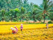 'Giải mã' miền Tây: Bến Tre là xứ dừa sao không gọi Bến Dừa mà đặt tên Bến Tre?