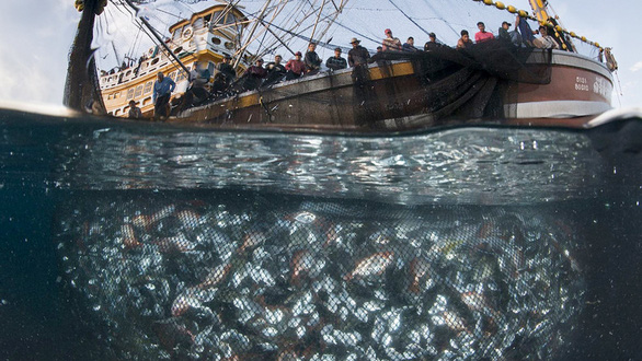Seaspiracy - Sự thật về nghề cá bền vững - Máu của cá và của đại dương - 1