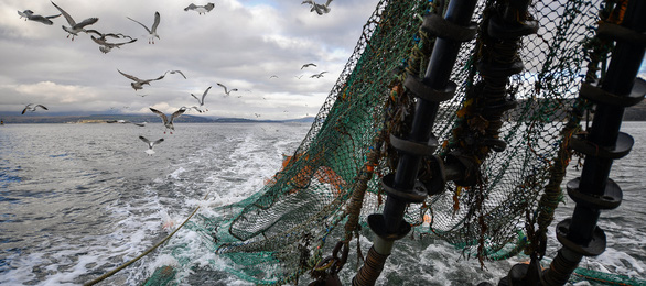 Seaspiracy - Sự thật về nghề cá bền vững - Máu của cá và của đại dương - 2