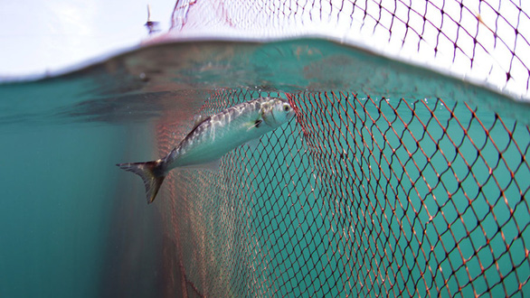 Seaspiracy - Sự thật về nghề cá bền vững - Máu của cá và của đại dương - 4