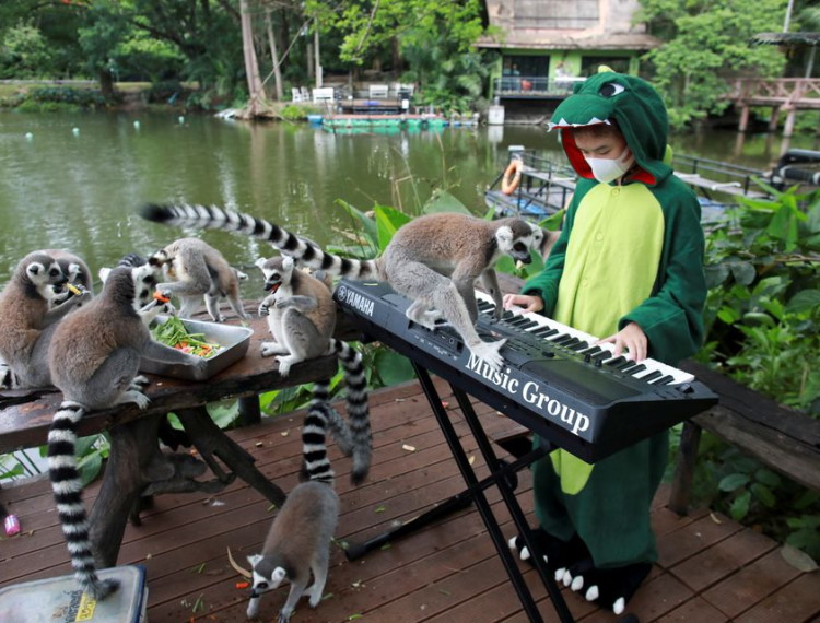 Vắng khách, vườn thú chơi nhạc giải khuây cho động vật